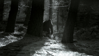 Creature in the Giant Sequoias